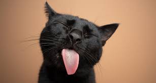 20 Black Cat Breeds You Need to Know - PureWow