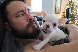 Este diminuto bulldog francés está conquistando Instagram