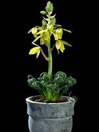 Albuca Spiralis Frizzle Sizzle World Of Succulents Planting Succulents Plants Succulents