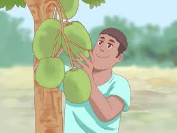 Check spelling or type a new query. How To Plant Jackfruit With Pictures Wikihow