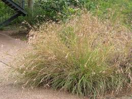 Image result for Sorghastrum stipoides