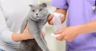 Symptoms of feline anemia include pale mucus membranes, lethargy, loss of. Top 6 Questions About Anemia In Cats Answered Petcoach