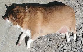 Image result for chihuahua big obesity
