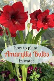 Plant An Amaryllis To Bloom During The Holiday Season Amaryllis Amaryllis Bulbs Plants