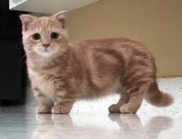 The Munchkin Cat Aka The Feline Dachshund Munchkin Cat Munchkin Kitten Cats
