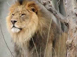 Physically, lions are a tawny golden color, and are the only cats whose sexes can be told apart at a distance. Lion Animal Facts Panthera Leo Az Animals