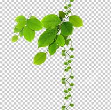 Green Leaves Png Clipart Adobe Illustrator Autumn Leaves Beehive Branch Clips Free Png Download 500+ vectors, stock photos & psd files. green leaves png clipart adobe