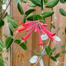 Image result for Lonicera sempervirens