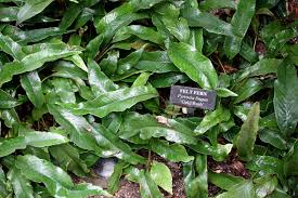 Image result for Pyrrosia