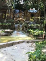 Sunway lagoon wildlife park, with 150 species from different parts of the world, is yet another site, attracting thousands from all over to meet, feed, interact with various species of animals and learn about their life and habitat. Sunway Lagoon Wildlife Park And Petting Village Home Is Where My Heart Is