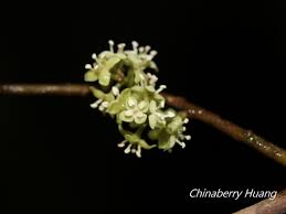 Image result for Embelia libeniana