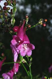 Image result for Strobilanthes hamiltoniana