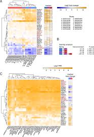 Which rna molecules are involved in the synthesis (making) of a protein? Conserved Regulation Of Rna Processing In Somatic Cell Reprogramming Bmc Genomics Full Text