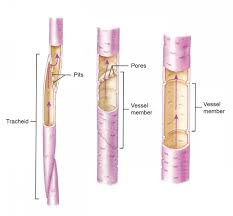 Xylem Biol 011 Plant Tissue Biology Resources Plant Physiology