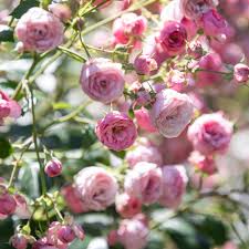 We did not find results for: 25 Best Flowers For Allergy Sufferers