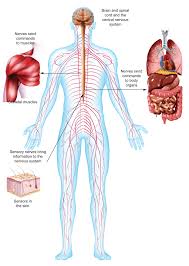 Damage to the brain can be caused by many things, for example, trauma and als. Thinking About The Nervous System Ck 12 Foundation