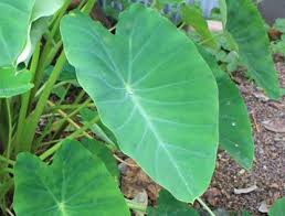 芋の葉 あとんを探す