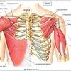 Learn faster with interactive shoulder. Https Encrypted Tbn0 Gstatic Com Images Q Tbn And9gcs3sz4hgqmz0pfomitazuchlylwy Gldjrhfpg2pq3fadjj 4co Usqp Cau