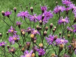 Smooth Ironweed ( Vernonia fasciculata ) - Sag Moraine Native Plant  Community