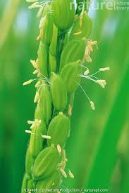 Image result for Oryza sativa