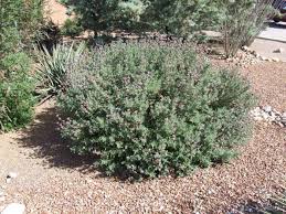 Leucophyllum frutescens is an evergreen shrub in the figwort family, scrophulariaceae, native to the state of texas in the southwestern united states and the states of coahuila, nuevo león, and tamaulipas in northern mexico. Plants By Botanical Name