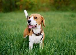 Why Do Dogs Eat Grass Petmd