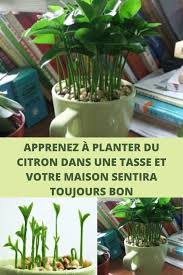 Pin Van Colleague Op Jardin Interieur In 2020 Bloemen Kweken Tuinieren In Potten Planten