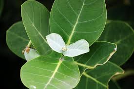 Image result for Calotropis gigantea
