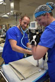 Veterinary Technician Internship Program Small Animal Hospital College Of Veterinary Medicine University Of Florida