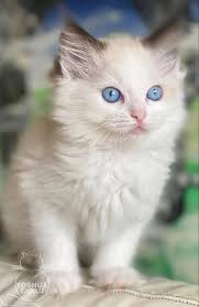 Hi all! I'm new to the group and this is Ziggy!