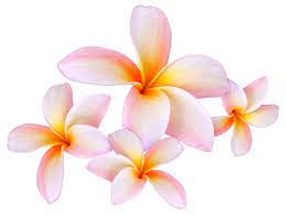 Frangipani 19 Frangipani Galerij