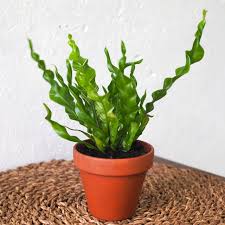 Image result for Asplenium staudtii