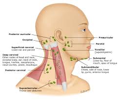 A lump in the neck may be a sign of thyroid cancer. Painful Lymph Nodes Along Neck 6 Causes Relief Options