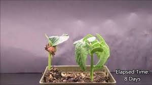 Use the second account and, if all is well, go to the main one. Brainly Homework Help And Solver Phd Writers In Gb Www Iristeknoloji Com Tr