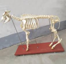 .cow skull 3d 3ds turbosquid cow skull head skeleton carcass skeletal desert animal ground sand. Medical Educational Skeleton Model Vivid Real Animal Bone Bull Cow Skeleton Buy Animal Skeleton Model Skeleton Model Skeleton Product On Alibaba Com