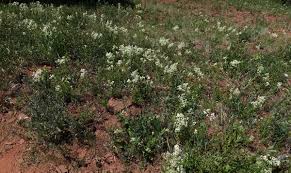 Image result for Galium stenophyllum