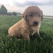 Search for dogs for adoption at shelters near scranton, pa. Golden Retriever Puppy For Sale Home Land Puppies