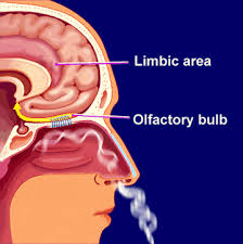 Ketahui cara merawat wajah alami, tips perawatan wajah,dll. Apa Itu Resdung Cara Merawat Dan Mengatasinya Surirumah Internet Marketer