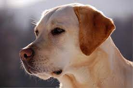 11 Things You Should Know About The British Labrador Your Dog Advisor