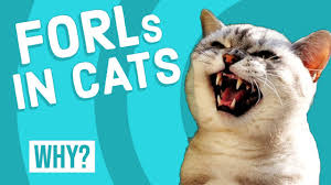 The american veterinary dental society (avds) reports that 60% of cats the exact cause of these resorptive lesions is unknown. Feline Odontoclastic Resorptive Lesions Forls Youtube