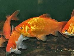 Common Goldfish Carassius Auratus Goldfish Information