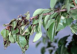 We did not find results for: How To Save Your Fire Blight Infected Tree