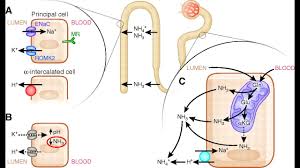 What does rta stand for? Renal Tubular Acidosis Rta Internal Medicine For Usmle Step 2 Prep Www Anatomy2medicine Com Youtube