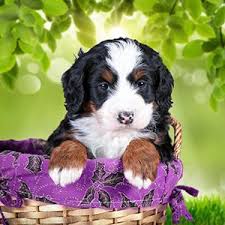 These adorable, friendly, and loving pug puppies are playful and make a great addition to any family. Bernedoodles Breeders Illinois Tri Colored Bernedoodles