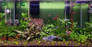 Image result for Marsilea vera