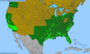 Image result for Wolffiella welwitschii