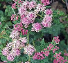 Image result for Spiraea billardii