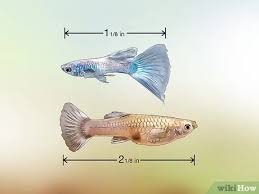 How To Identify Male And Female Platy Fish - Youtube
