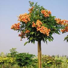 Summer flowering trees in india. Indian Summer Trumpet Tree Direct Gardening