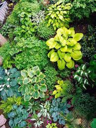 Design Lessons From A Minnesota Shade Garden Shade Garden Hosta Gardens Shade Flowers